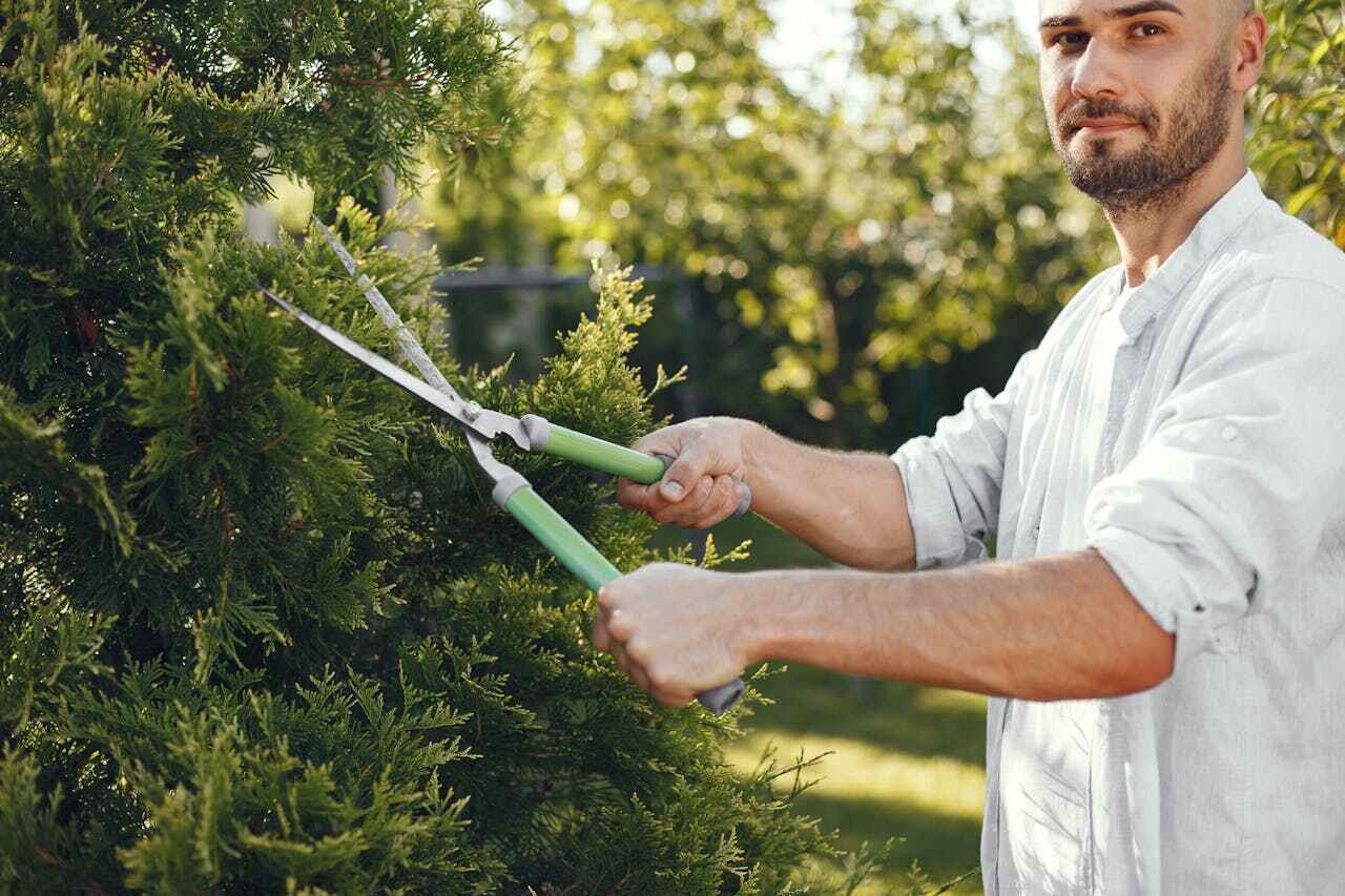 Best Tree Pruning Services  in Soperton, GA